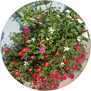 Manoranjan Mallik profile picture